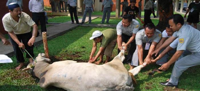 Kementan imbau daging kurban penuhi aspek