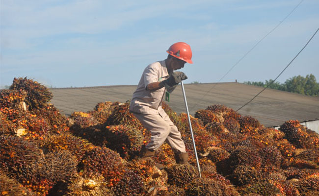 Kegiatan Replanting Sawit Masyarakat Riau, Jangan Sampai Perusahaan yang Menggarap