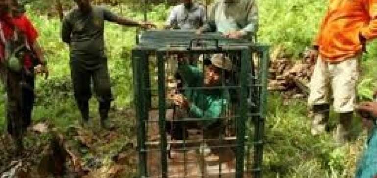 BBKSDA Riau Gunakan Perangkap dengan Umpan Kambing dan Babi Hutan untuk Harmau, ini Hasilnya?