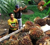 Meski Persediaan Meningkat Harga TBS Sawit Riau Naik