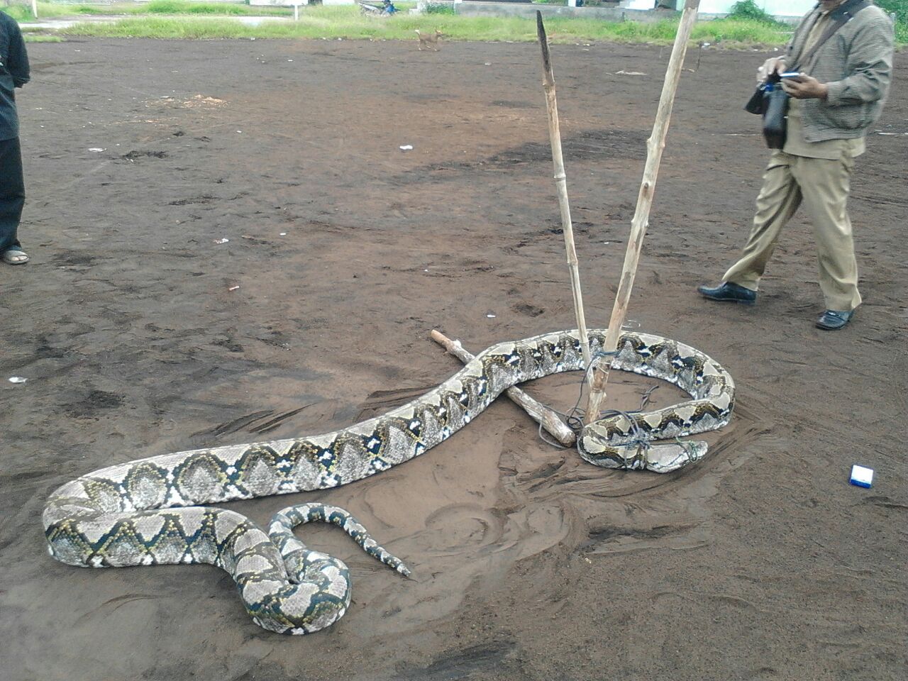 Heboh, Ular Sawah sebesar Batang Pinang masuk kepemukiman warga.