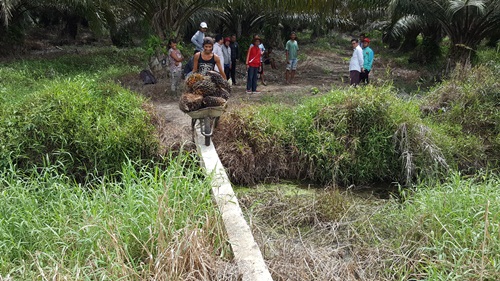 Foto salah seorang pekerja saat melintasi kanal milik perusahaan perkebunan kelapa sawit