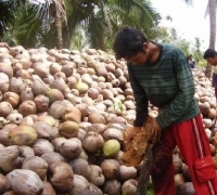 Ikuti tren Pasar Dunia,  harga Kelapa di Kuala Kampar tak kunjung naik