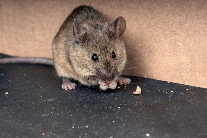 Ketahui Cara Mengusir Tikus Agar Terhindar dari Penyakit Ini