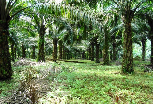 Terkait KKPA masyarakat Terantang Manuk laporkan ulang PT. Safari Riau ke Kejari Pelalawan dan Polda Riau Sumber Gambar : radarriaunet.com ( Ilustrasi )