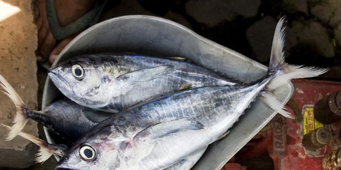 Ternyata kandungan nutrisi ikan kembung justru lebih tinggi daripada salmon