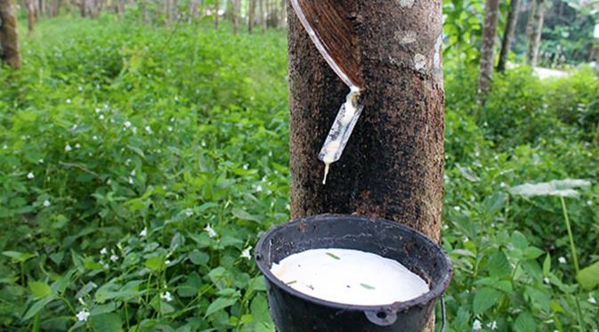Petani Karet di Kampar keluhkan harga jual rendah
