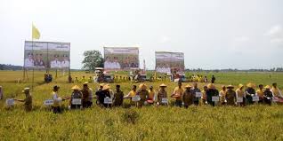 Pemerintah Kabupaten Rohil berharap menjadi pusat lumbung Padi terbesar diriau