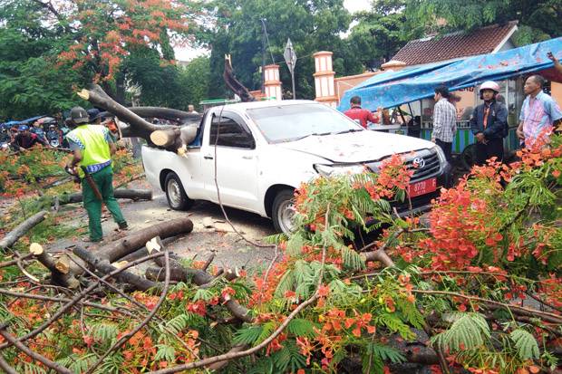 Pohon Tumbang Timpa Mobil Dinas Pemko Pekanbaru