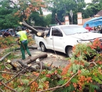 Pohon Tumbang Timpa Mobil Dinas Pemko Pekanbaru
