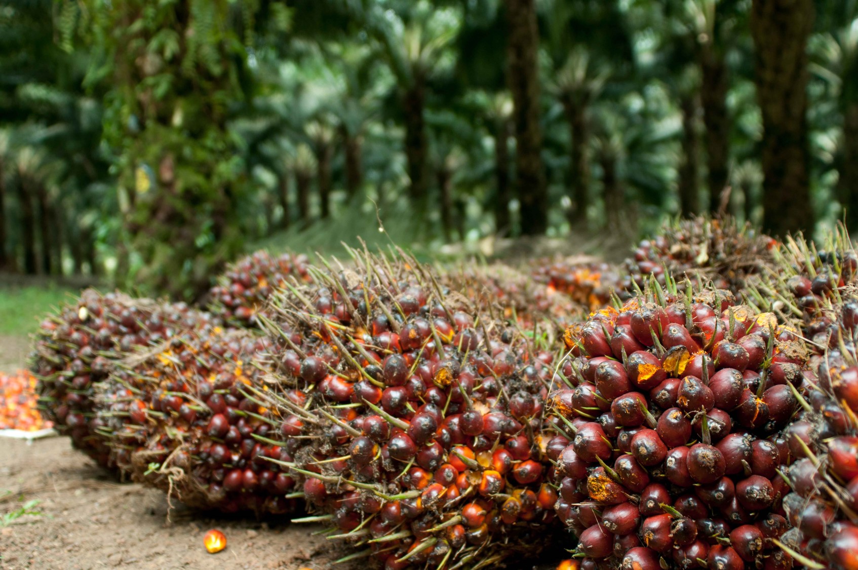 Kenaikan Tipis Untuk TBS, Berikut Rincian Harga Sawit di Riau Saat Ini