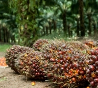 Kenaikan Tipis Untuk TBS, Berikut Rincian Harga Sawit di Riau Saat Ini