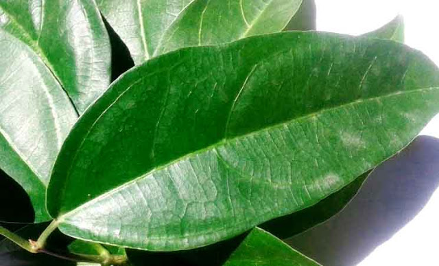 11 Gangguan Kesehatan Bisa Diobati dengan Daun Cincau, Ini Cara Meramunya