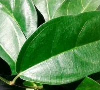 11 Gangguan Kesehatan Bisa Diobati dengan Daun Cincau, Ini Cara Meramunya