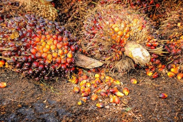 Harga TBS Sawit di Riau Turun Kembali, Tinggal Segini