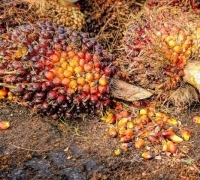 Harga TBS Sawit di Riau Turun Kembali, Tinggal Segini 