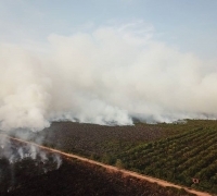 Jikalahari desak Pemerintah Rewiew Izin Perusahaan Kelapa Sawit di Provinsi Riau