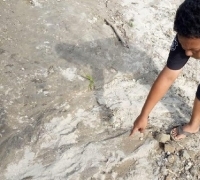 Jejak Harimau Muncul Dekat Permukiman Warga di Agam Sumbar