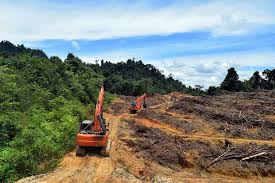 Rugi hingga 1,8 milliar, Desa Makmur minta PT. Indo Sawit punya etikad baik Ilustrasi (Mongabay)