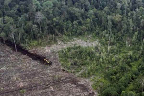 Dilaporkan Ada 150 Ribu Hektare Lahan Gambut di Pelalawan Dieksploitasi, DPRD Riau akan Panggil DHL dan Instansi Terkait