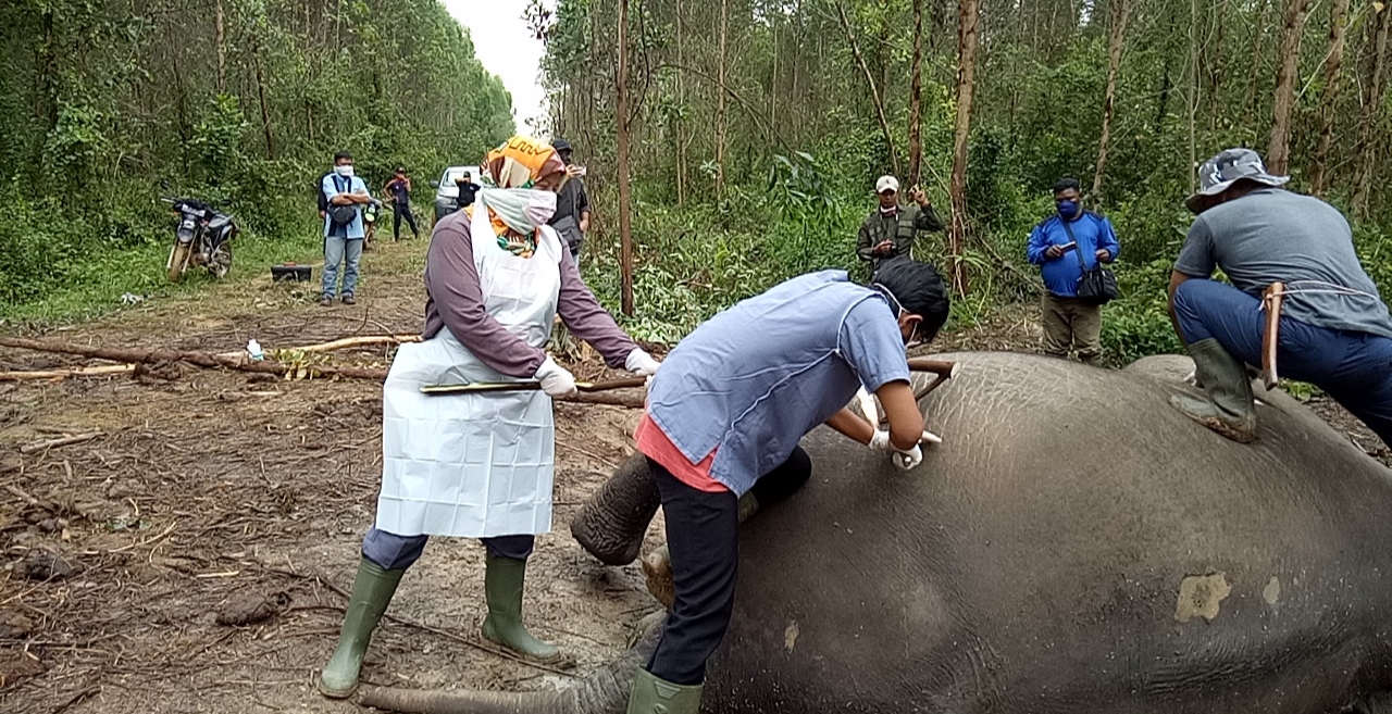 Lagi-lagi, Gajah Sumatera Mati di Konsesi PT. Arara Abadi