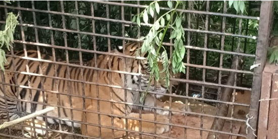 Harimau Sumatera yang Ditangkap Sebulan Lalu Masih Agresif