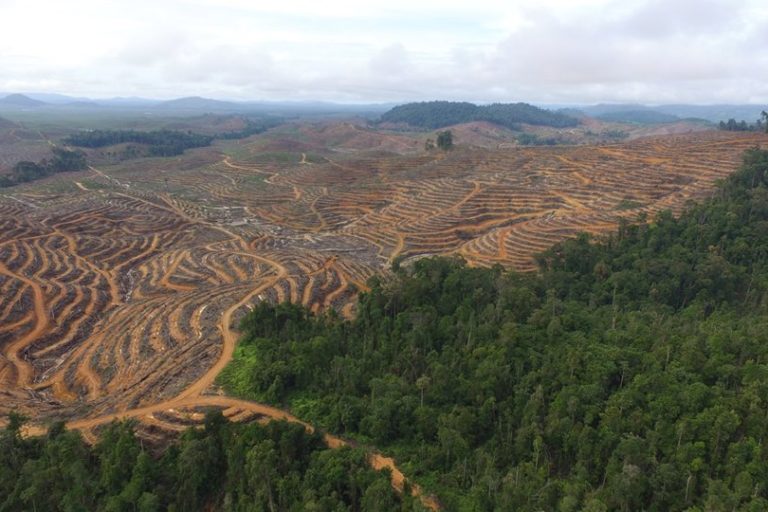 Jikalahari Lapor ke LAM Riau terkait PT Arara Abadi Tidak Akui Tanah Ulayat Suku Sakai Gambar : Mongabay (Ilustrasi Tanah Ulayat Suku Sakai)