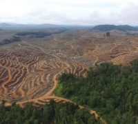 Jikalahari Lapor ke LAM Riau terkait PT Arara Abadi Tidak Akui Tanah Ulayat Suku Sakai