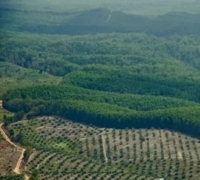 Kenaikan harga sawit di Riau didorong lonjakan permintaan China