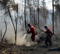 Awal 2021, Tercatat Ratusan Karhutla Tersebar di Tanah Air