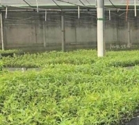 PT. Dutran Jaya Mandiri mitra kerjanya PT. AA diduga langgar undang-undang ketenagakerjaan 