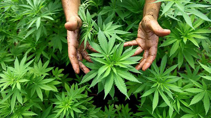 Dipanen dan Dijual, Oknum Guru Ini Tanam Ratusan Batang Ganja Dekat Sekolah Ilustrasi Tanaman Ganja (Radar Bogor)
