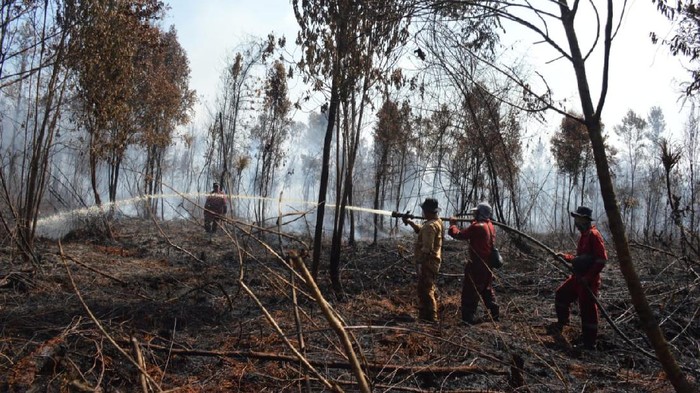 Kebakaran di Cagar Biosfer Giam Siak Kecil (Dok BBKSDA Riau via detikcom)