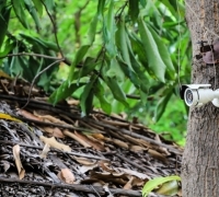 Heboh Makhluk Misterius di Sumbar, Warga: Hitam dan Berbau Busuk
