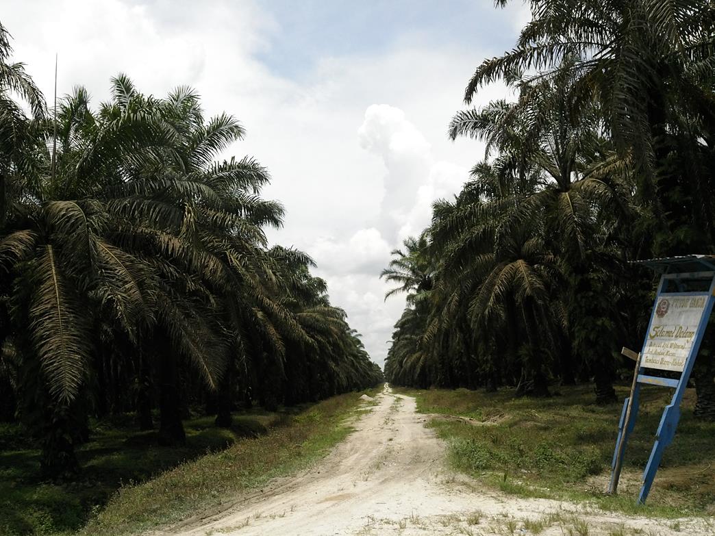 PT. Torganda diduga tidak memiliki HGU, Aspemari : Ini Merugikan Masyarakat Riau Foto Dok Istimewa (Ayes On The Forest)