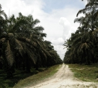 PT. Torganda diduga tidak memiliki HGU, Aspemari : Ini Merugikan Masyarakat Riau