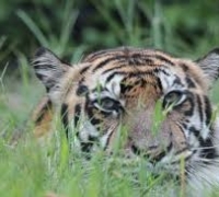 Harimau teror warga, Legislator Riau: Habitat mereka sudah rusak