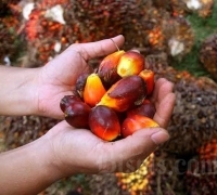 Merosot Lagi, Berikut Daftar Harga Kelapa Sawit di Riau Seminggu ke depan