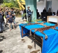 Breaking News, Gakkum KLHK Tangkap Tiga Pelaku Penjual Kulit Harimau di Pelalawan