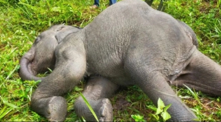 Tepat di World Elephant Day, Gajah Sumatera Mati Akibat Virus EEHV Foto ANTARA/Ho-BBKSDA Riau