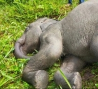 Tepat di World Elephant Day, Gajah Sumatera Mati Akibat Virus EEHV