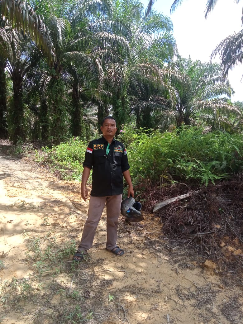 Gerlamata Siapkan 500 Orang Relawan Aksi Jahit Mulut, Presiden Joko Widodo Harus Turun Tangan Dok. Foto. Lokasi Kebun Sawit 2.500 Hektar