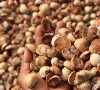 Mengalami Penurunan Harga Pinang Kering di Riau