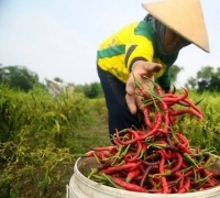 BPS Catat Bulan Januari 2024 Mengalami Kenaikan NTP di Riau