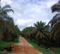 Karyawan Perkebunan Sawit TBS Resah Terkait Proses Lelang