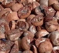 Turun Harga Pinang Kering di Riau Pekan Ini