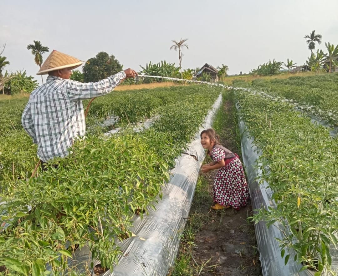 Senyum Sumringah Petani Cabai Di Pulau Serapung Indrawan Bersama Sang Buah Hati Ketika Menyirami Tanaman Cabai Rawit ( Foto Dok, Istimewa Rezky FM )