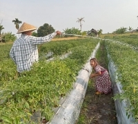 Senyum Sumringah Petani Cabai Di Pulau Serapung