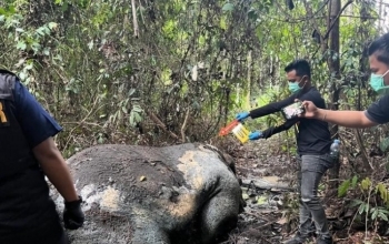Gajah Sumatera Mati Di Pelalawan, Tim Forensik Temukan Proyektil Senjata Api