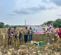 Polsek Rupat Bersama Kelompok Tani Panen Jagung Kuartal 2 , Mendukung Swasembada Pangan Tahun 2026
